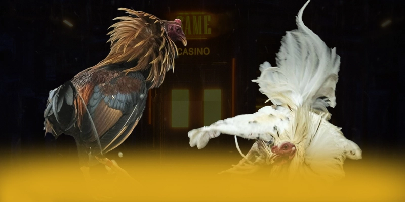 KUWIN – Cổng cá cược chất lượng, đang làm mưa làm gió trên thị trường.