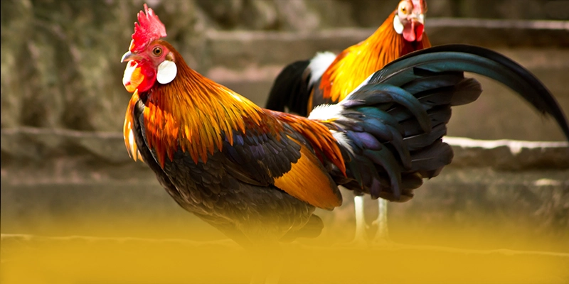 SUNWIN - Nhìn lại toàn bộ ưu điểm dưới góc nhìn chuyên môn.