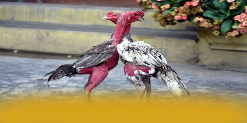 WIN79 - Cổng game bài đáng trải nghiệm tại Việt Nam