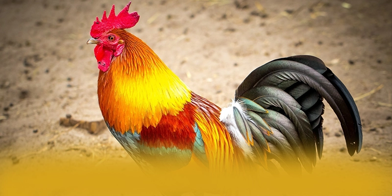 UU88 – Nhà cái đẳng cấp, được cộng đồng đánh giá tích cực.