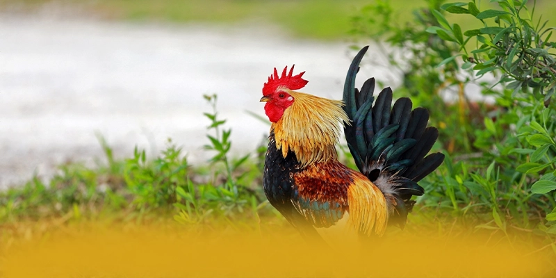 
Cập nhật thông tin về AU88 - Trang game có thưởng lớn mới nhất hiện nay
