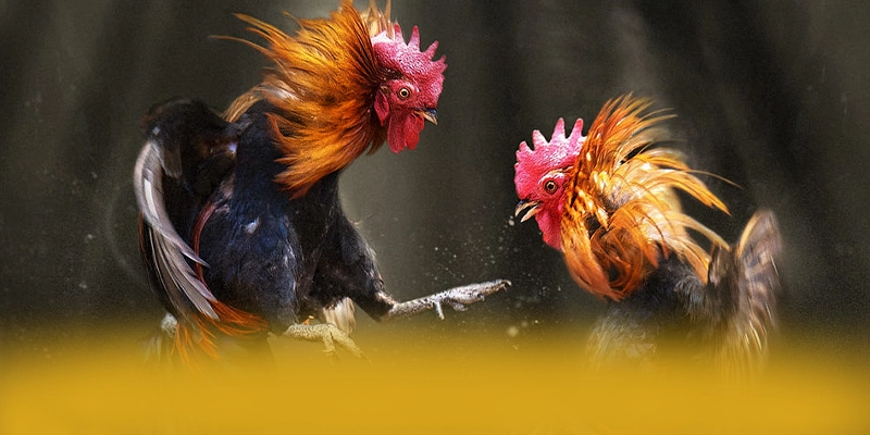 UU88 - Cổng trò chơi nhiều khuyến mãi siêu hot được giới cược thủ đánh giá cao – Khám phá chính sách thưởng tại UU88