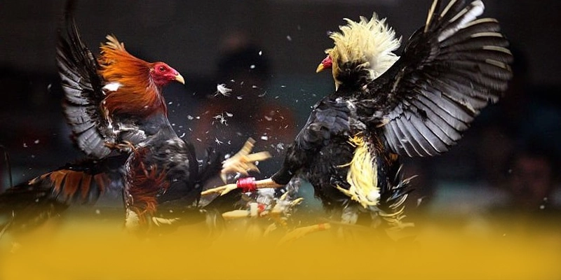 
Khám phá ngay UU88 - Nhà cái phổ biến nhất số 1 Việt Nam
