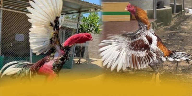 
Trải nghiệm NK88 - Cổng game được yêu thích nhất mới nhất hiện nay
