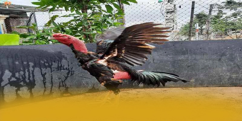 BL555 - Kết luận & gợi ý trải nghiệm một cách toàn diện.