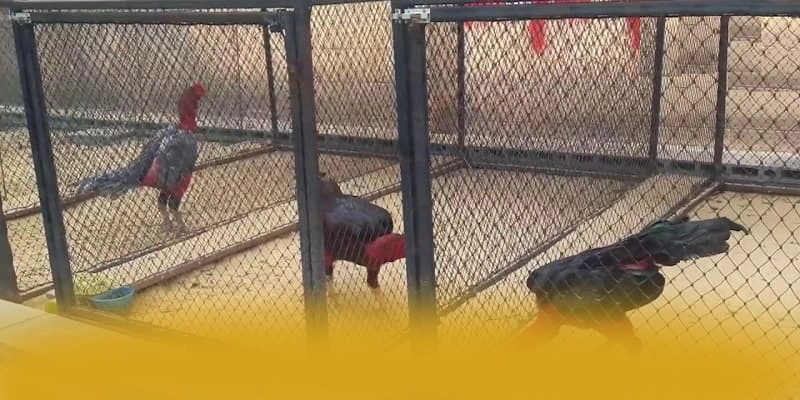 
Khám phá ngay FC88 - Thương hiệu an toàn tuyệt đối mới nhất hiện nay
